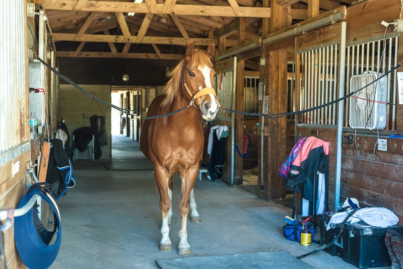 Intrepid International Tie Safe Adjustable Cross Tie, Nylon Horse Crossties for Horses, Stall Accessories, Attach to Halter, Brass Panic Snap, for Stall, Trailer Accessories, 48-62" - Image 3